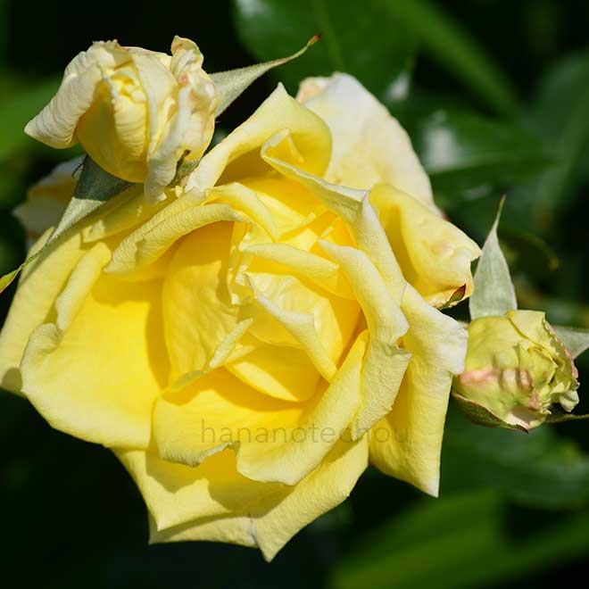 バラ スヴニール ドゥ クロージュ ペルネ|花の手帖の薔薇図鑑