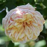 バラ スヴニールドゥラマルメゾン|花の手帖の薔薇図鑑