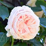 バラ つる スヴニールドゥラマルメゾン｜花の手帖の薔薇図鑑