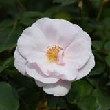 バラ スヴニールドゥセントアンズ｜花の手帖の薔薇図鑑