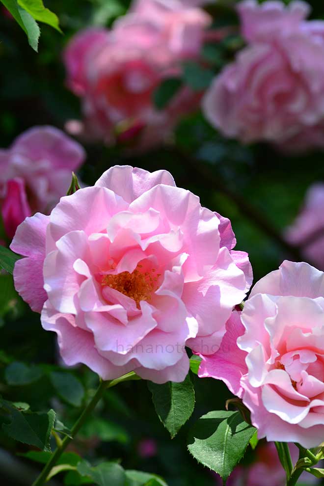 バラ スパニッシュ ビューティー｜花の手帖の薔薇図鑑