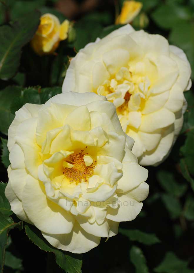 バラ スパニッシュ サン|花の手帖の薔薇図鑑