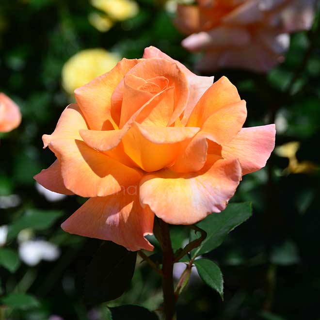 バラ スペシャルオケージョン｜花の手帖の薔薇図鑑