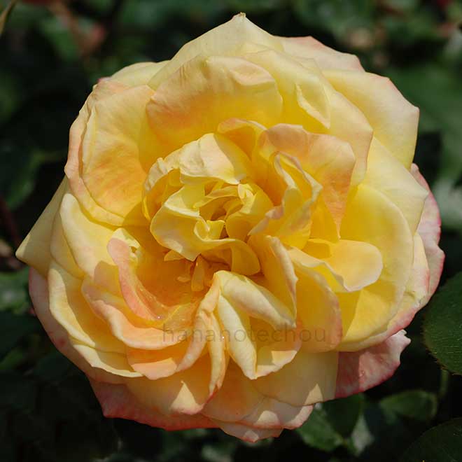 バラ スペクトラ|花の手帖の薔薇図鑑