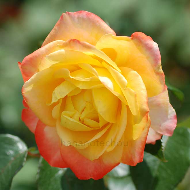 バラ スペクトラ|花の手帖の薔薇図鑑