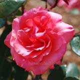 バラ スペルバウンド｜花の手帖の薔薇図鑑