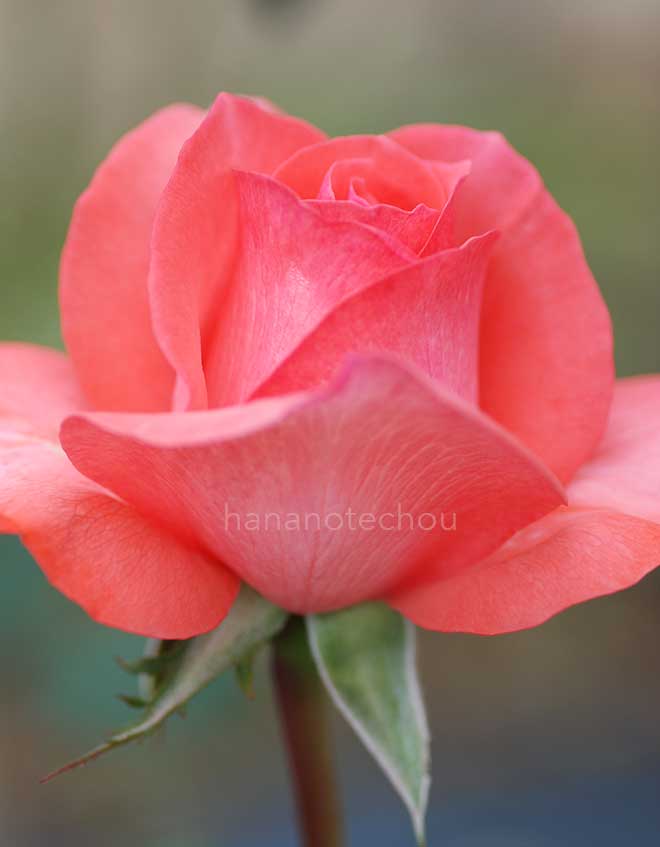 バラ スペルバウンド｜花の手帖の薔薇図鑑