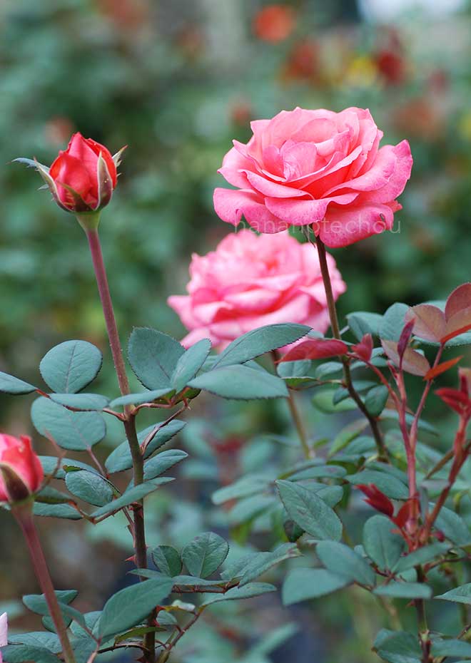 バラ スペルバウンド｜花の手帖の薔薇図鑑