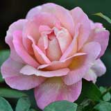 バラ スパイスドコーヒー｜花の手帖の薔薇図鑑