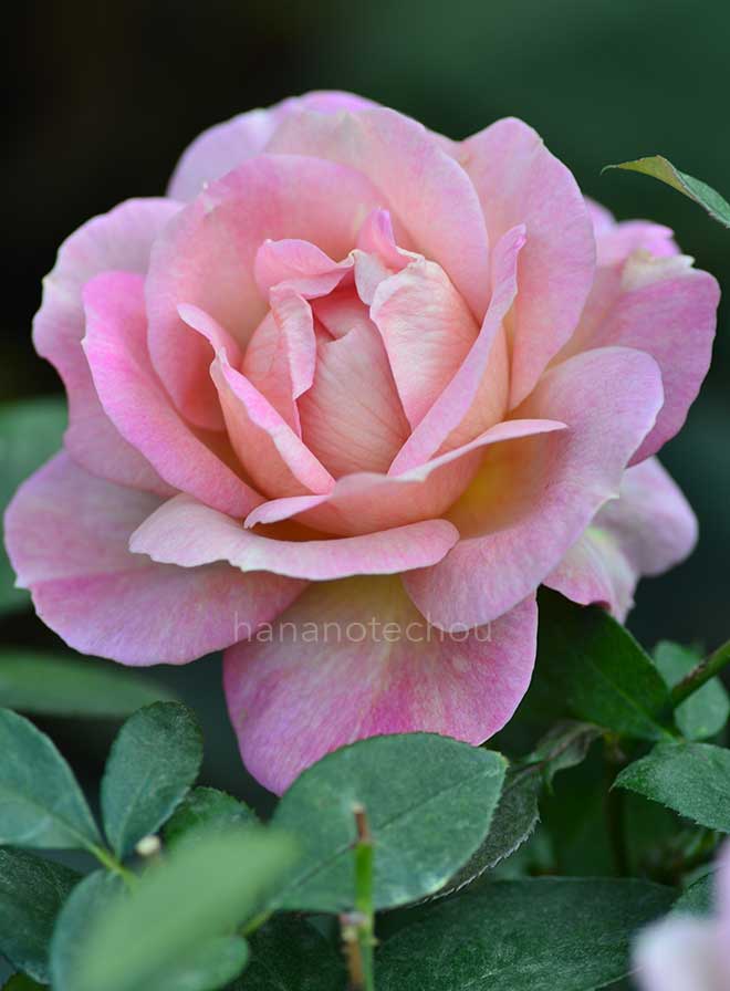 バラ スパイスド コーヒー｜花の手帖の薔薇図鑑