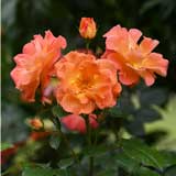 バラ ｜花の手帖の薔薇図鑑