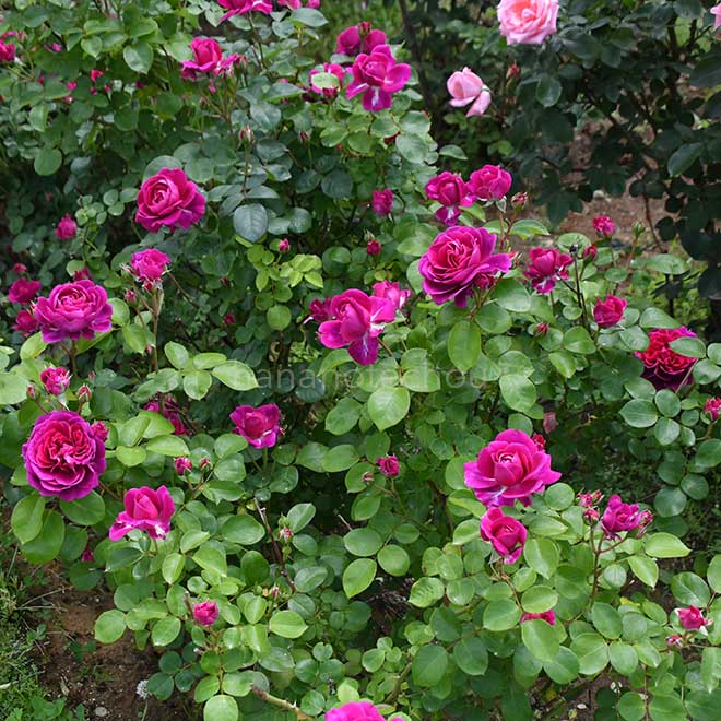 バラ スピネル｜花の手帖の薔薇図鑑