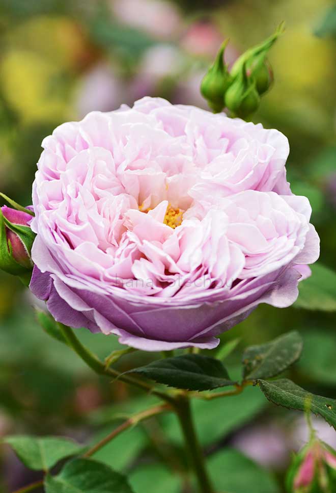 バラ スピリット オブ フリーダム｜花の手帖の薔薇図鑑