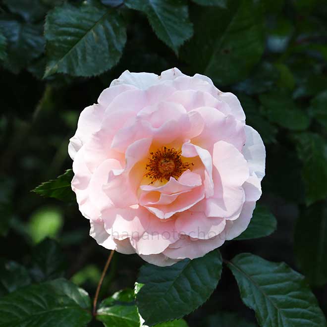 バラ スプリング コサージュ｜花の手帖の薔薇図鑑