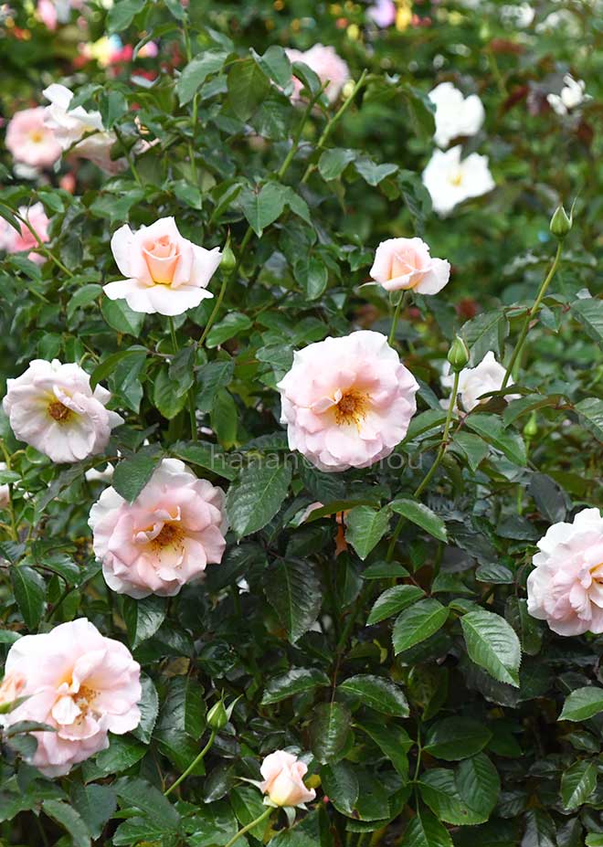 バラ スプリング コサージュ｜花の手帖の薔薇図鑑