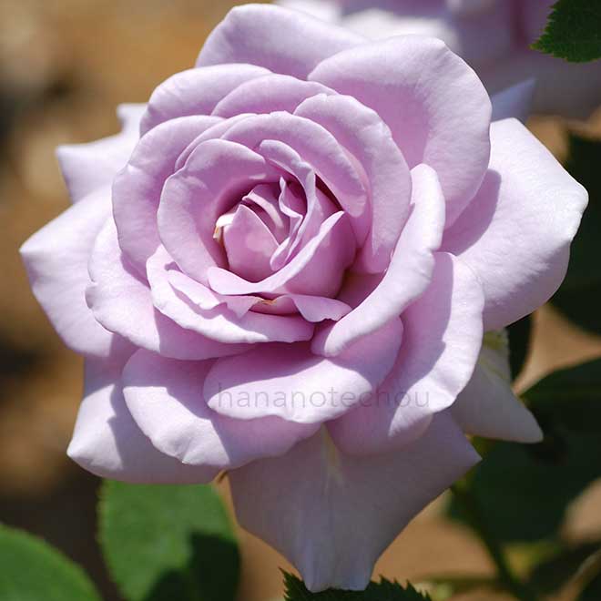 バラ ステンレス スチール|花の手帖の薔薇図鑑