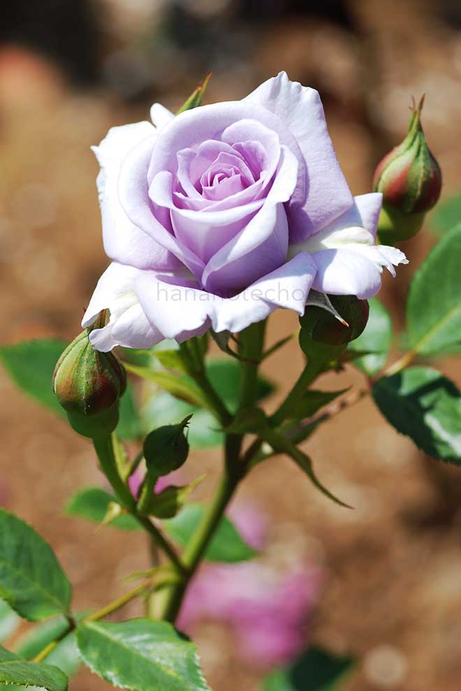 バラ ステンレス スチール|花の手帖の薔薇図鑑