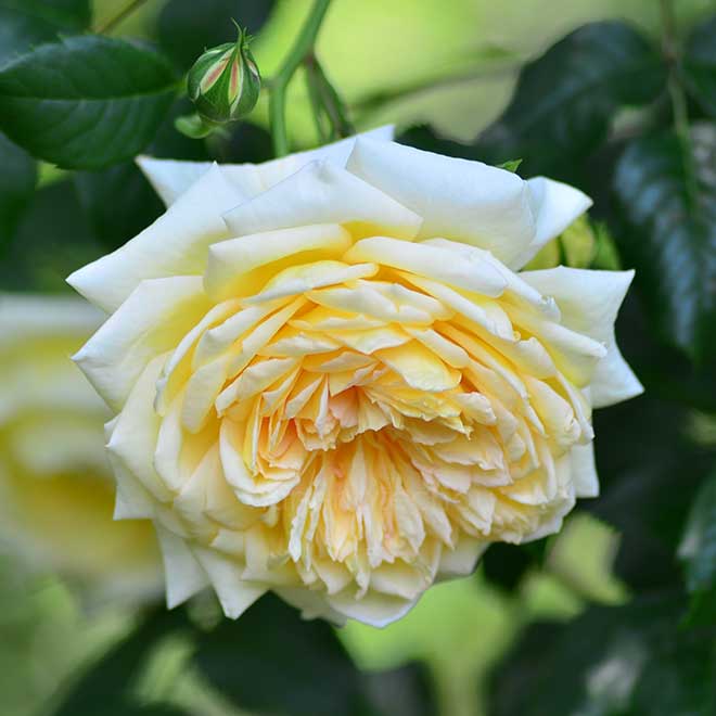 バラ セント オルバン|花の手帖の薔薇図鑑