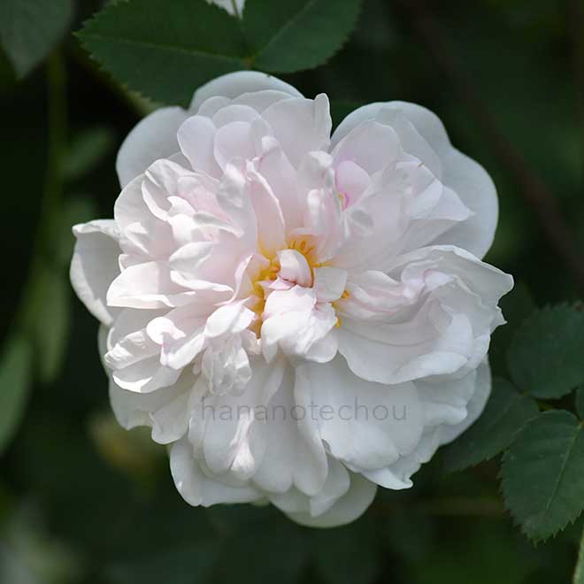 バラ スタンウェル パーペチュアル｜花の手帖の薔薇図鑑