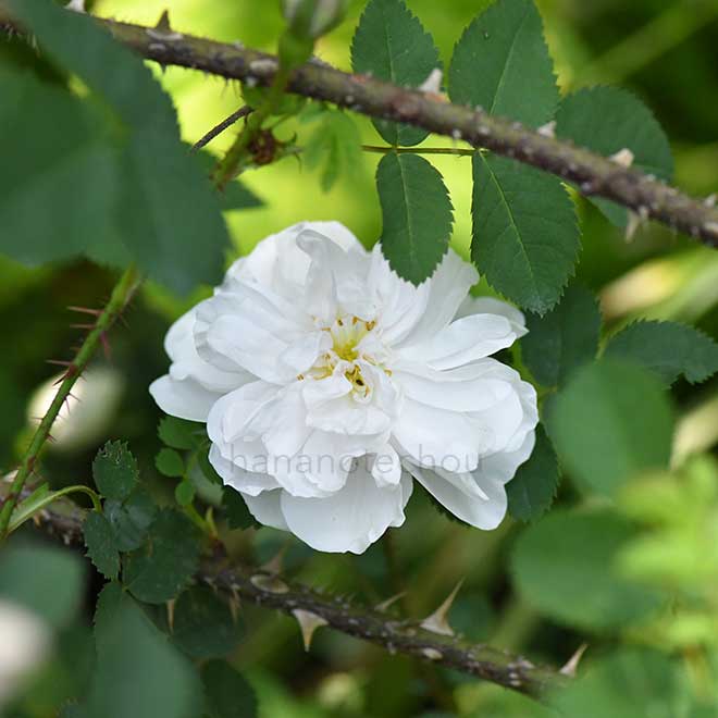 バラ スタンウェル パーペチュアル｜花の手帖の薔薇図鑑