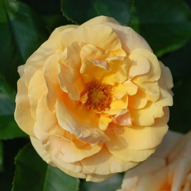 バラ スターチェイサー|花の手帖の薔薇図鑑