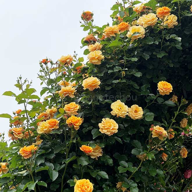 バラ スターチェイサー|花の手帖の薔薇図鑑