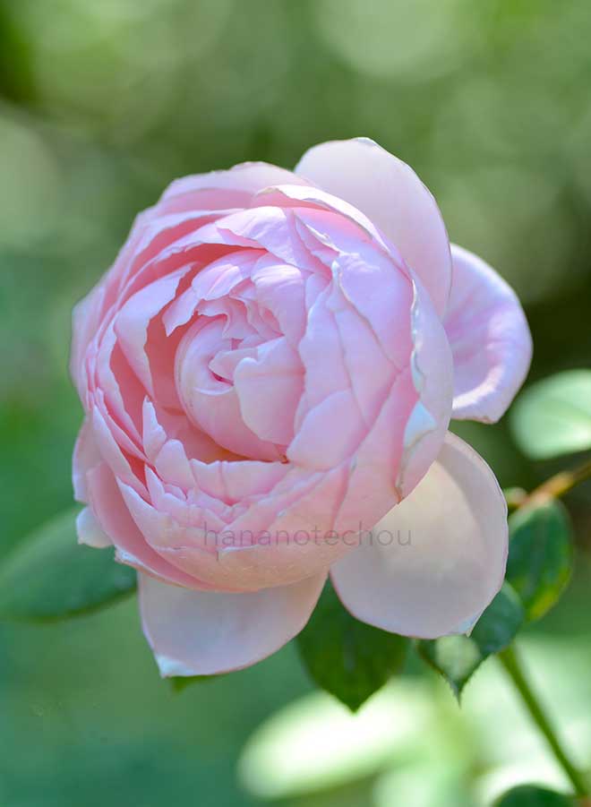 バラ セント セシリア|花の手帖の薔薇図鑑