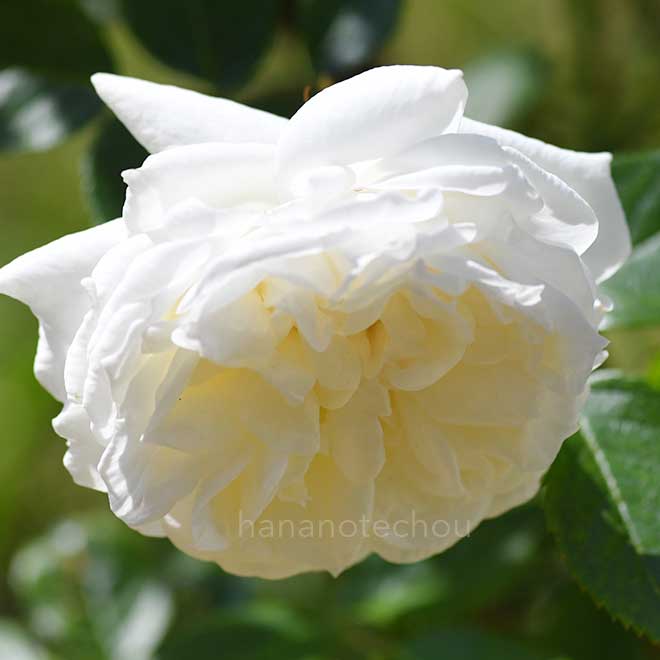 バラ |花の手帖の薔薇図鑑