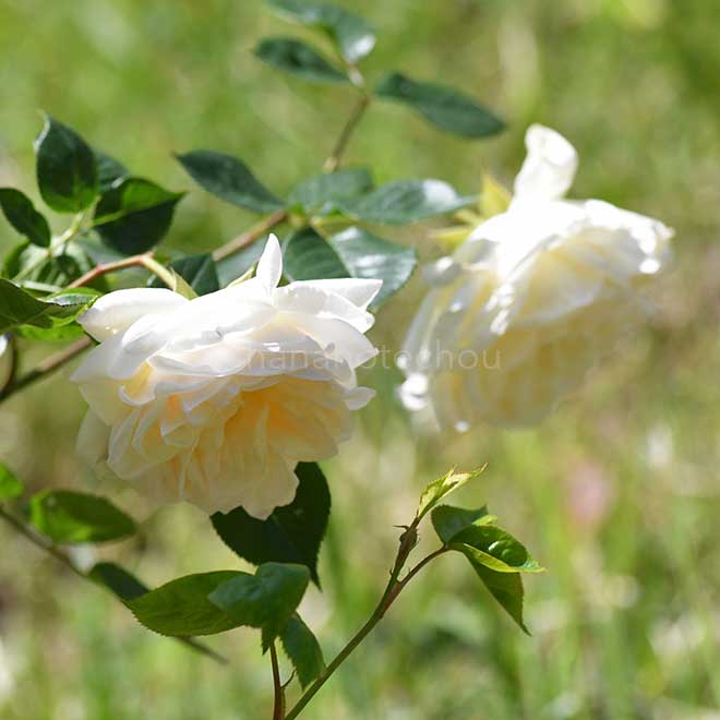 バラ |花の手帖の薔薇図鑑
