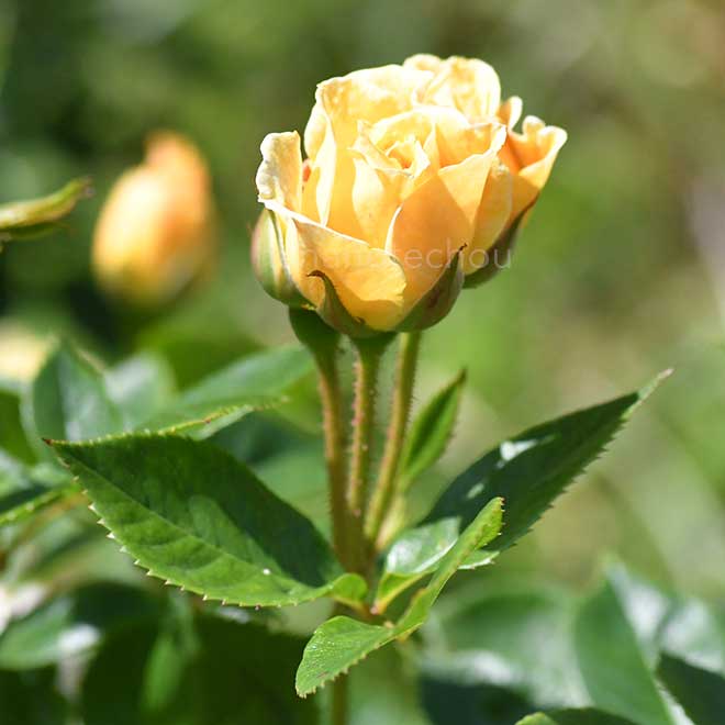 バラ |花の手帖の薔薇図鑑