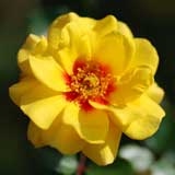 バラ ストラボ バビロン｜花の手帖の薔薇図鑑