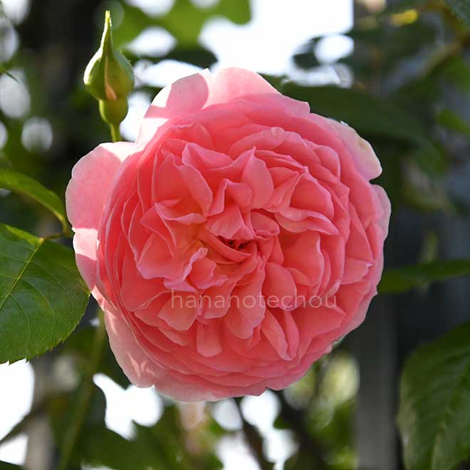 バラ ストロベリー ヒル｜花の手帖の薔薇図鑑