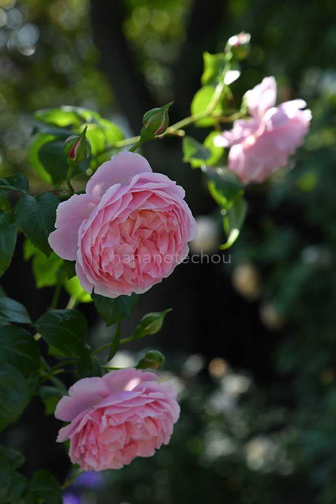 バラ ストロベリー ヒル｜花の手帖の薔薇図鑑
