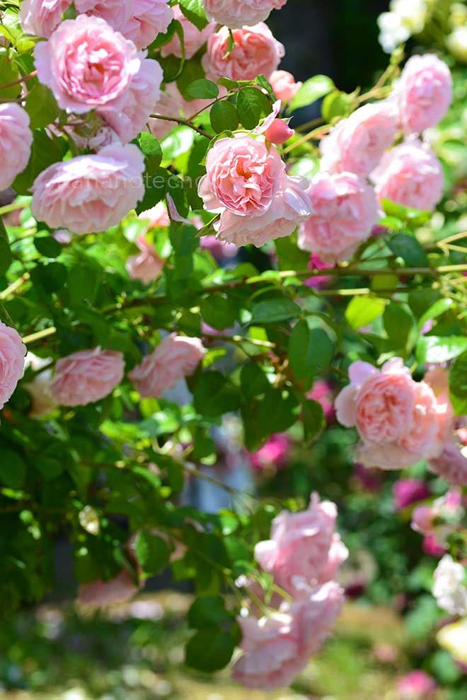 バラ ストロベリー ヒル｜花の手帖の薔薇図鑑