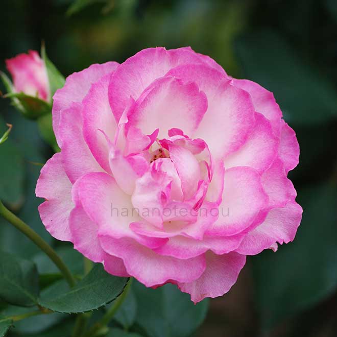 バラ ストロベリー アイス｜花の手帖の薔薇図鑑