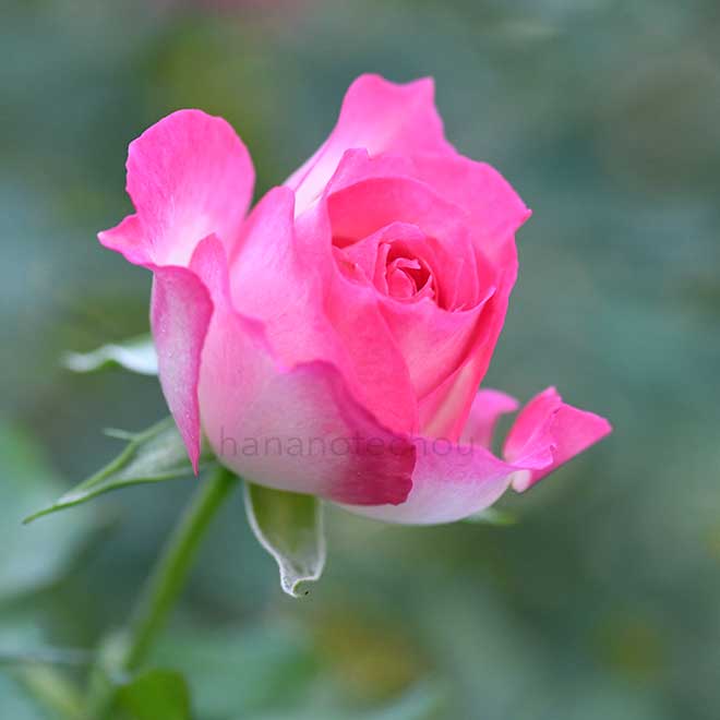 バラ ストロベリー アイス｜花の手帖の薔薇図鑑