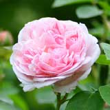 バラ セント スウィザン|花の手帖の薔薇図鑑