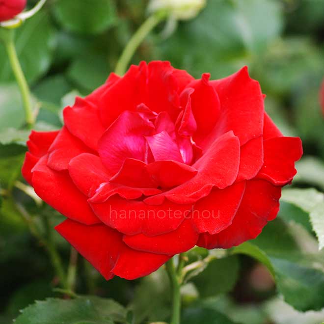 バラ サルタン カブース|花の手帖の薔薇図鑑