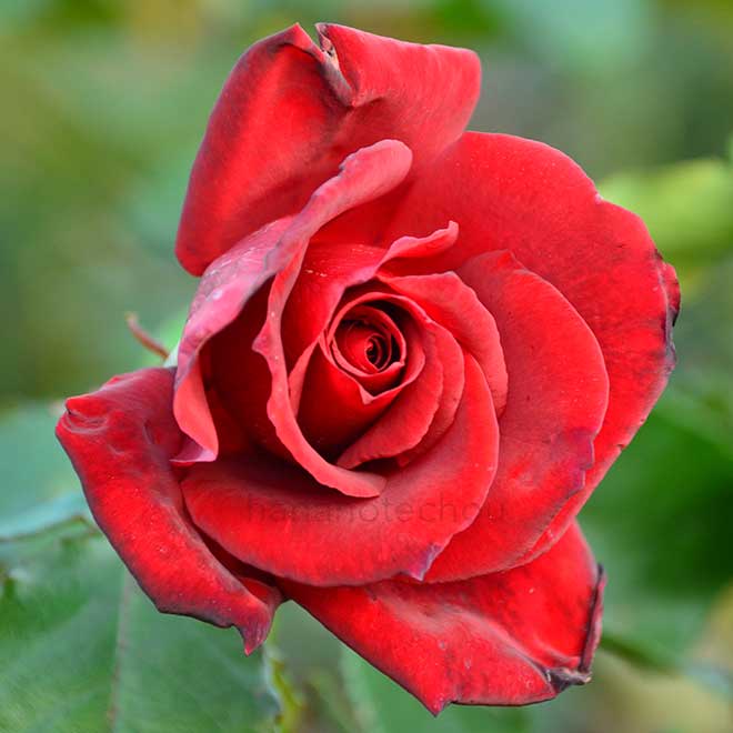 バラ サマードゥフト｜花の手帖の薔薇図鑑