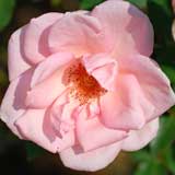 バラ サマーレディ|花の手帖の薔薇図鑑