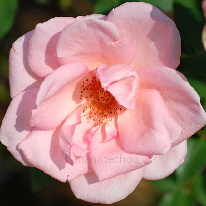 バラ サマー レディ｜花の手帖の薔薇図鑑