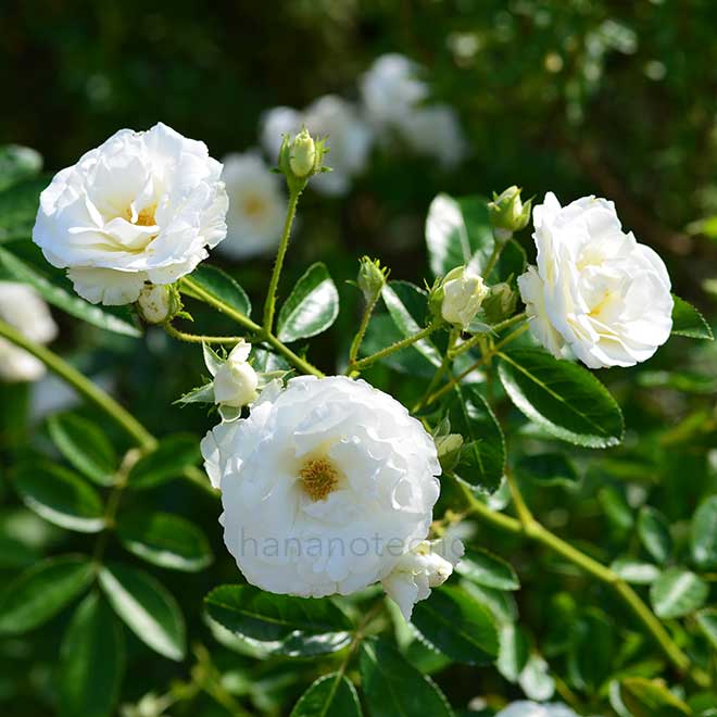 バラ サマー スノー｜花の手帖の薔薇図鑑
