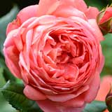 バラ サマー ソング｜花の手帖の薔薇図鑑