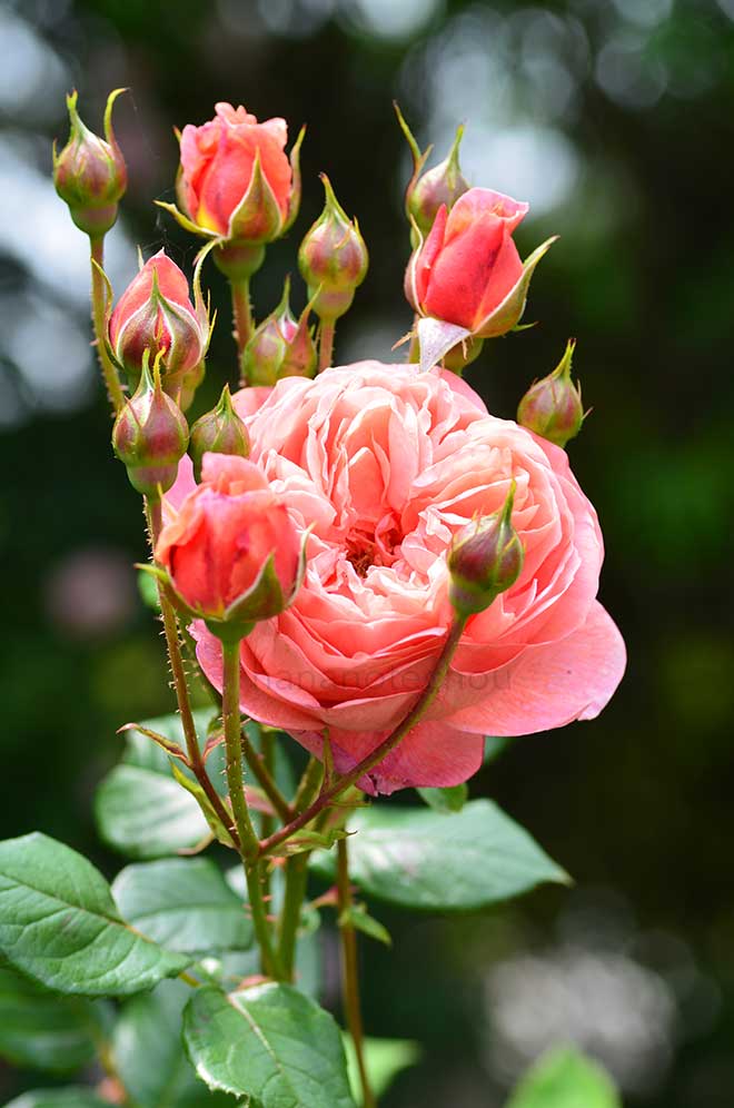 バラ サマー ソング｜花の手帖の薔薇図鑑