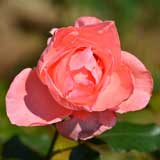 バラ サマータイム｜花の手帖の薔薇図鑑