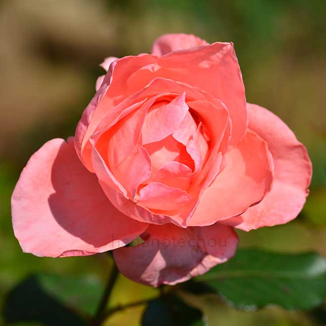 バラ サマータイム｜花の手帖の薔薇図鑑