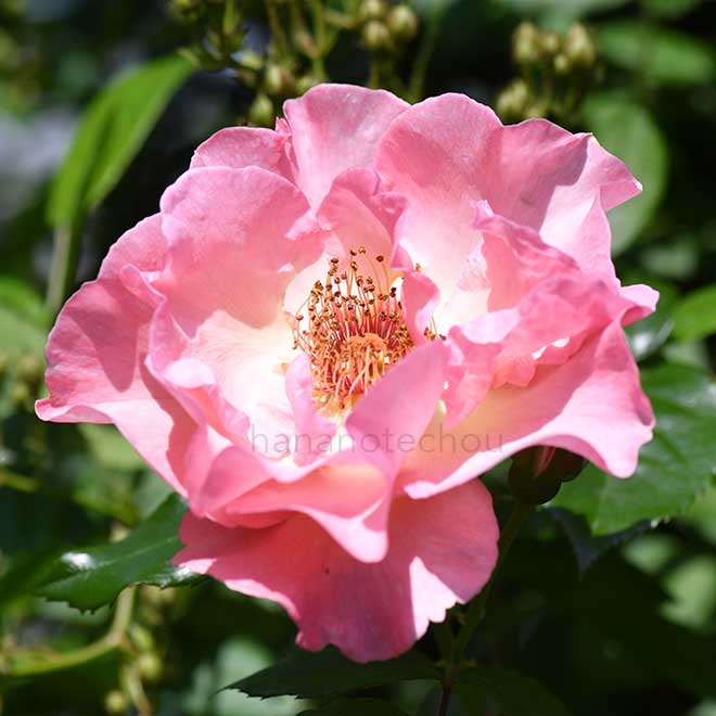 バラ サマーワイン｜花の手帖の薔薇図鑑