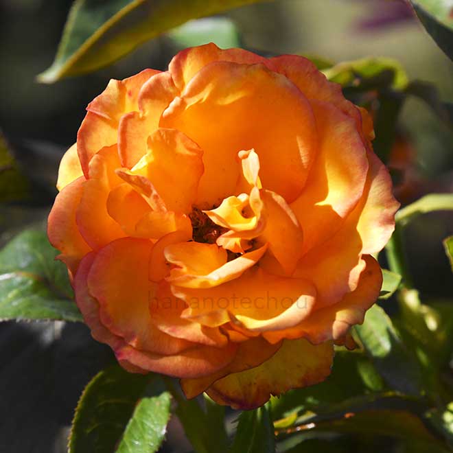 バラ サンダンス|花の手帖の薔薇図鑑