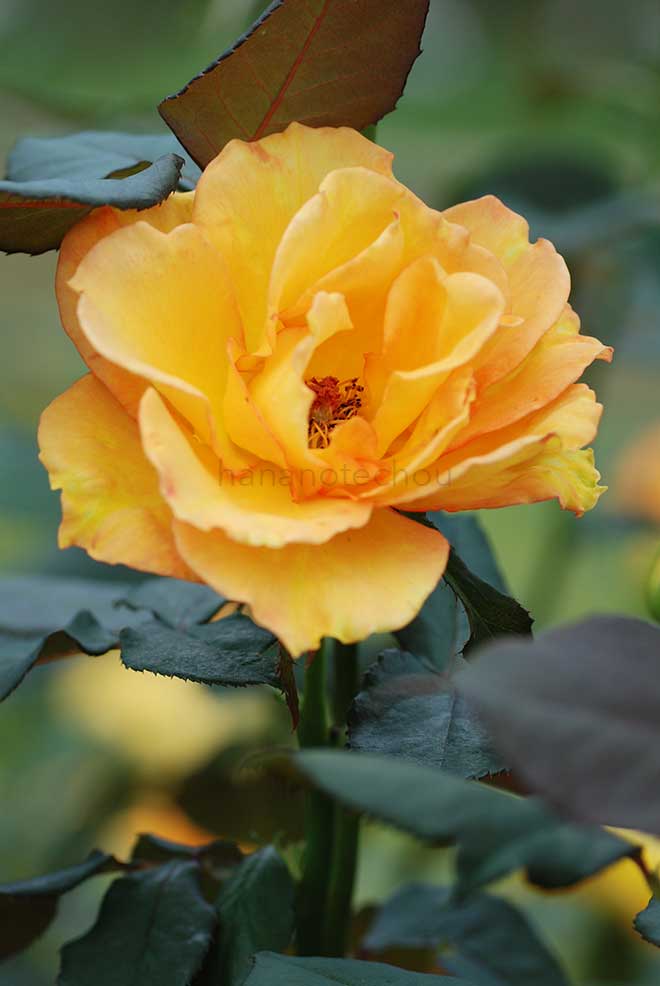 バラ サンダンス|花の手帖の薔薇図鑑