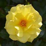 バラ サンフレア｜花の手帖の薔薇図鑑